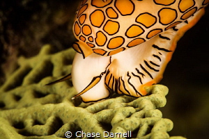 "Snack Time"
Feeding Flamingo Tongue by Chase Darnell 